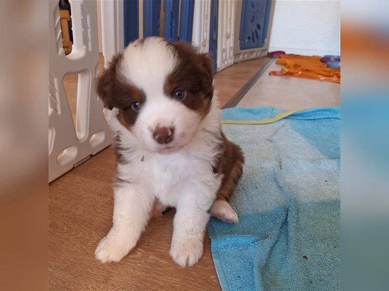 Mini Australian Shepherd Welpen