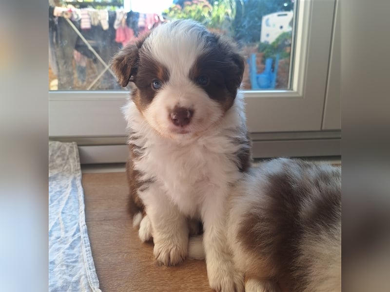 Mini Australian Shepherd Welpen