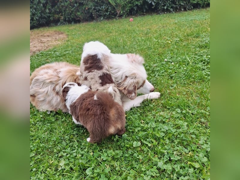 Mini Australian Shepherd Welpen