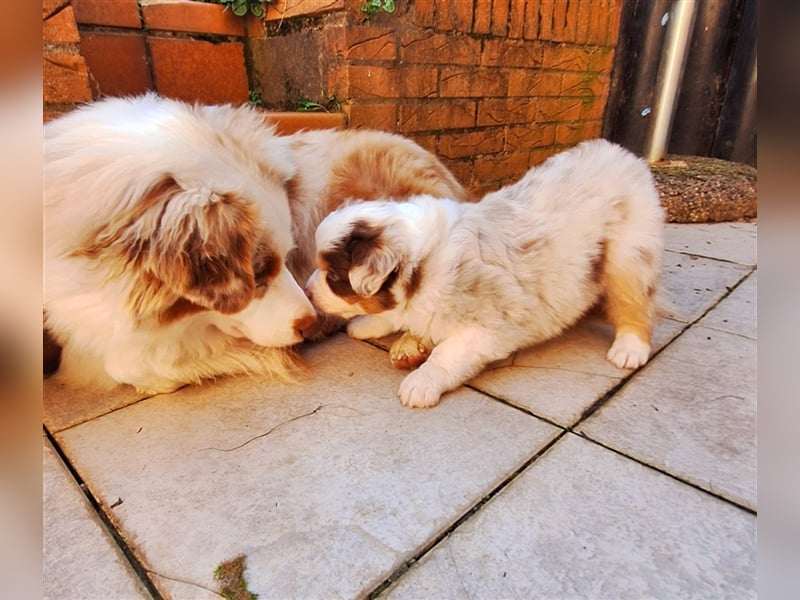 Mini Australian Shepherd Welpen