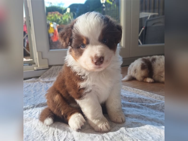 Mini Australian Shepherd Welpen