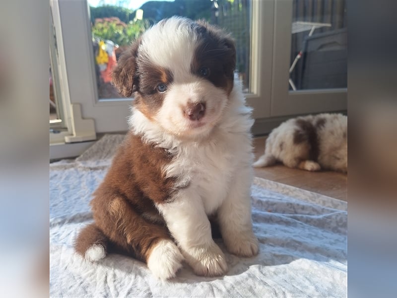 Mini Australian Shepherd Welpen