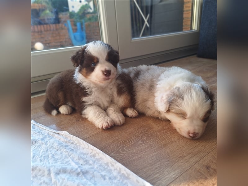 Mini Australian Shepherd Welpen