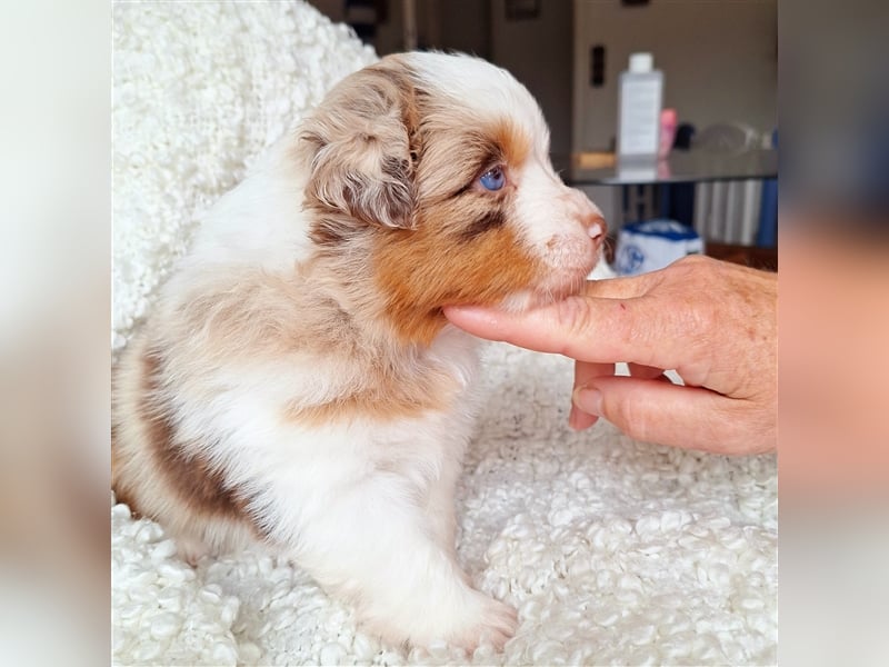 Mini Australian Shepherd Welpen