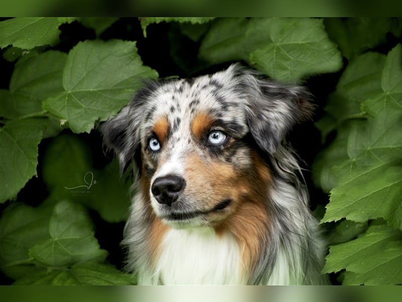 Deckrüde Mini Australian Shepherd