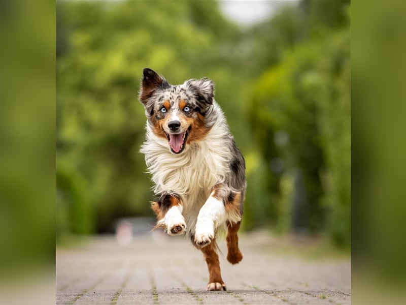 Deckrüde Mini Australian Shepherd