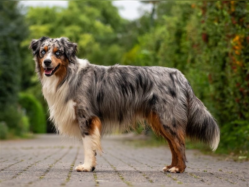 Deckrüde Mini Australian Shepherd