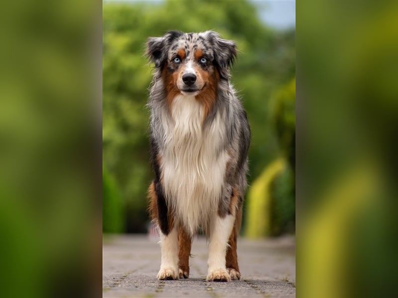 Deckrüde Mini Australian Shepherd