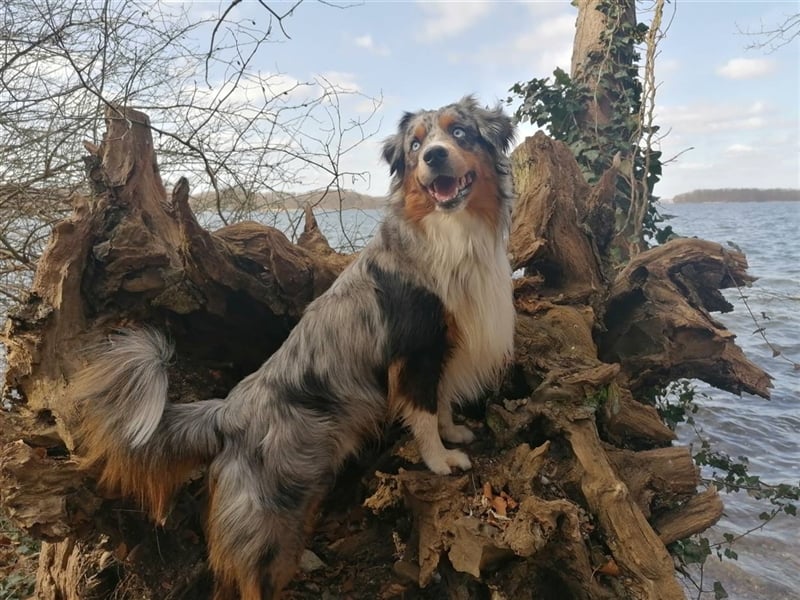 Deckrüde Mini Australian Shepherd