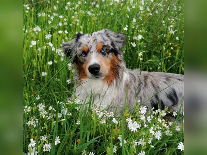 Deckrüde Mini Australian Shepherd