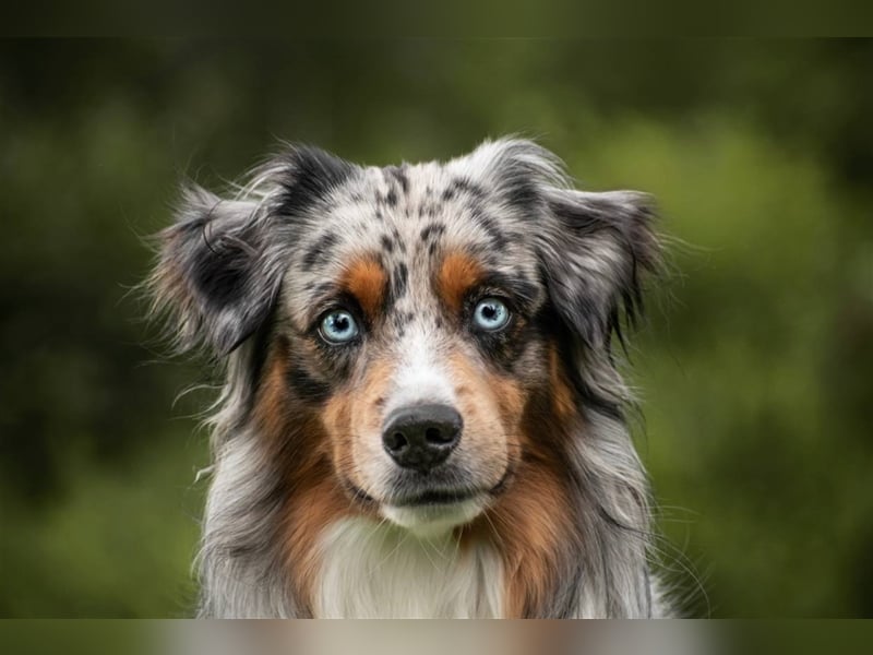 Deckrüde Mini Australian Shepherd