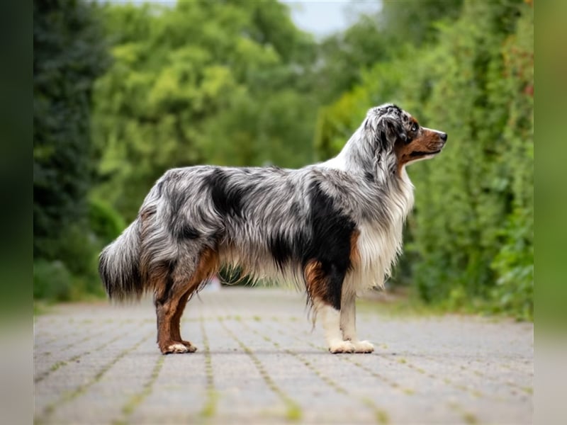 Deckrüde Mini Australian Shepherd