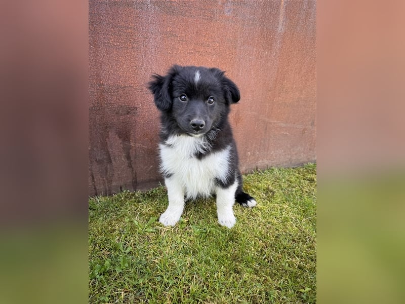 Mini Aussie , Miniature Australian Shepherd Welpe, Rüde