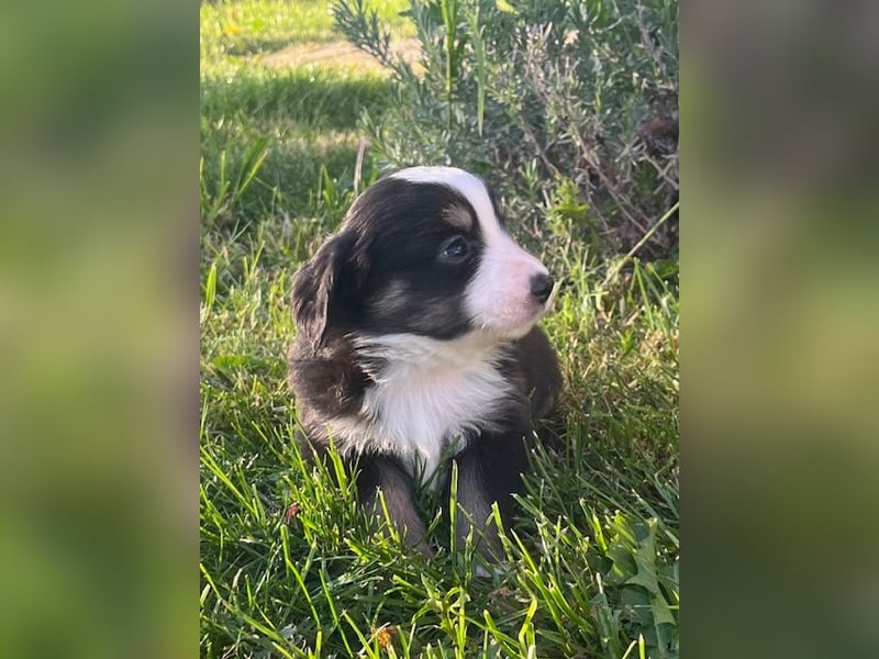 Miniature Australian Shepherd Welpen m. Papieren