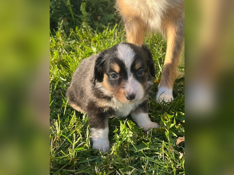 Miniature Australian Shepherd Welpen m. Papieren