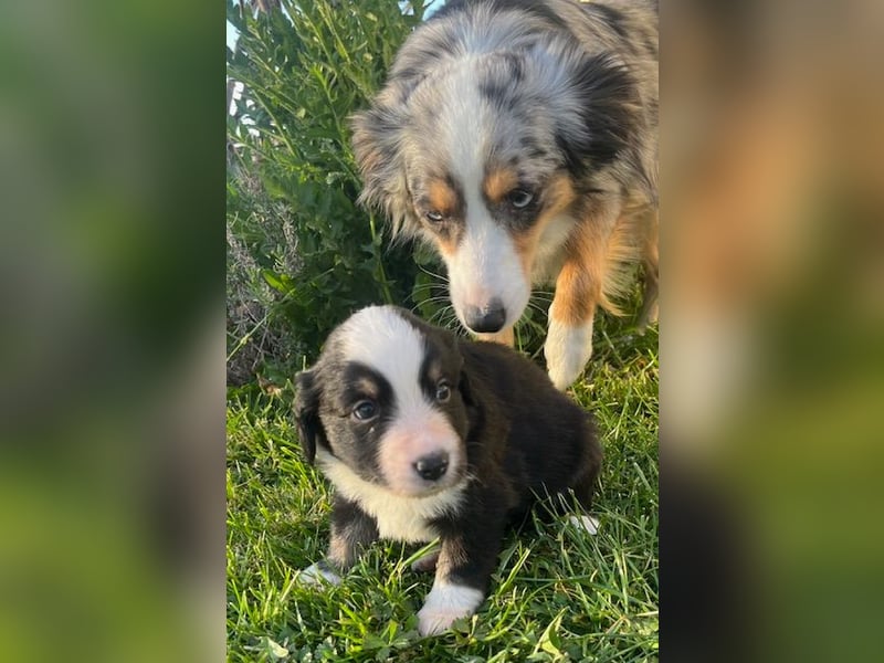 Miniature Australian Shepherd Welpen m. Papieren