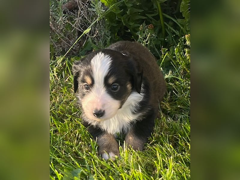 Miniature Australian Shepherd Welpen m. Papieren