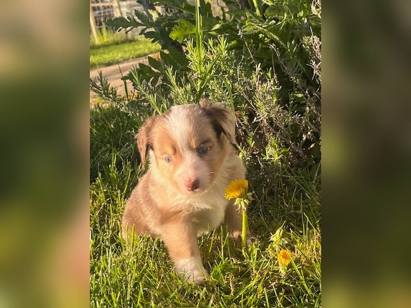 Miniature Australian Shepherd Welpen m. Papieren