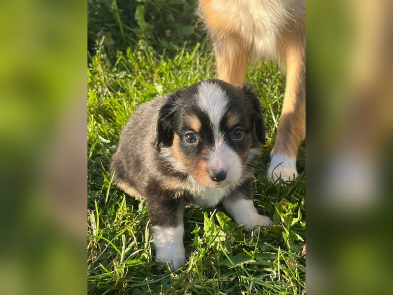 Miniature Australian Shepherd Welpen m. Papieren