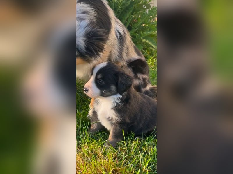 Miniature Australian Shepherd Welpen m. Papieren