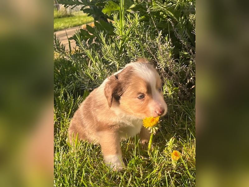 Miniature Australian Shepherd Welpen m. Papieren