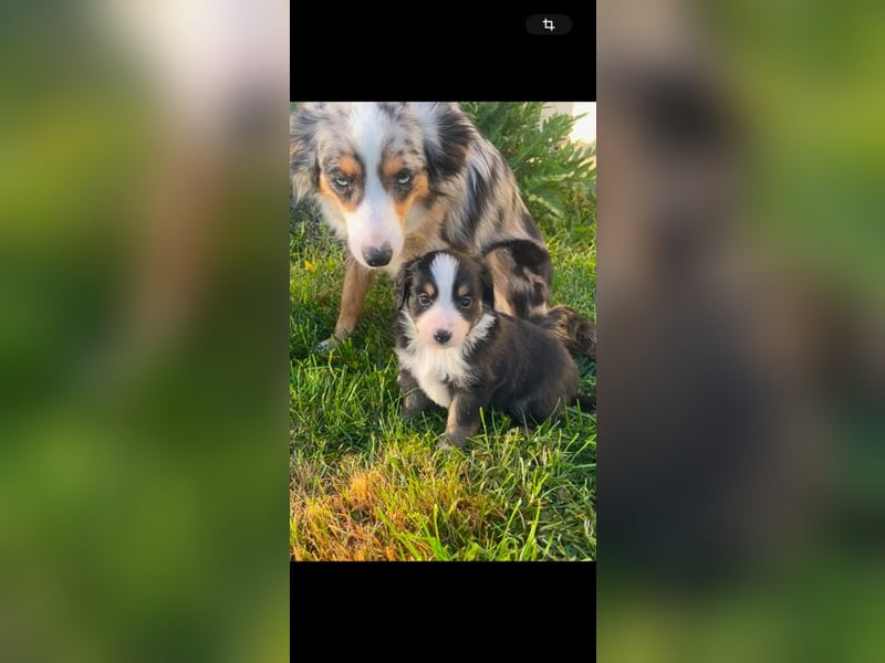 Miniature Australian Shepherd Welpen m. Papieren