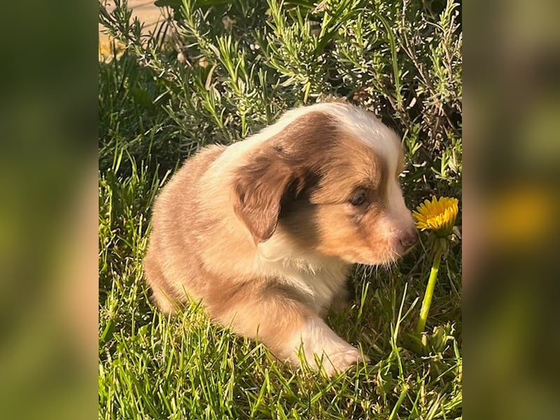 Miniature Australian Shepherd Welpen m. Papieren