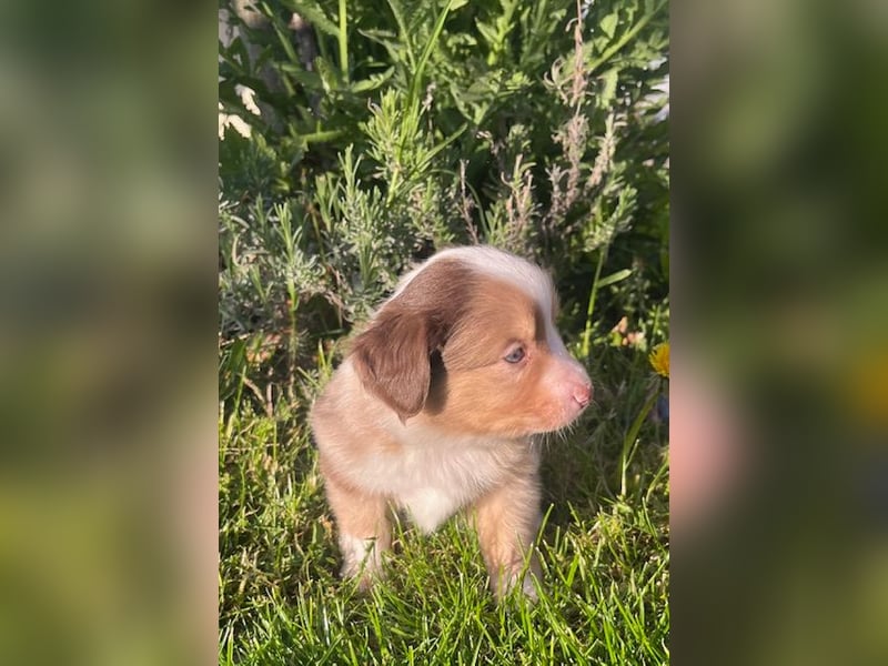 Miniature Australian Shepherd Welpen m. Papieren