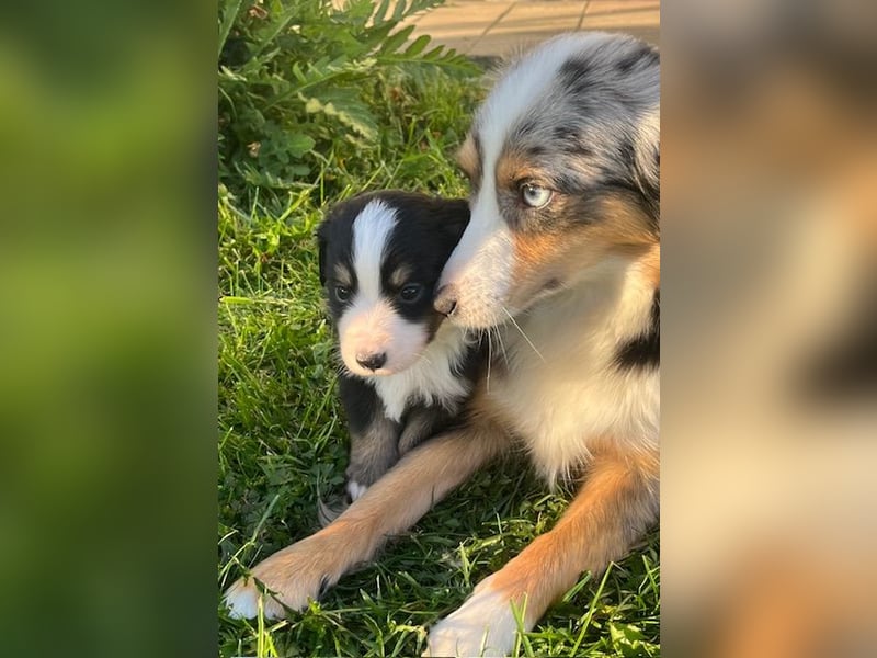 Miniature Australian Shepherd Welpen m. Papieren