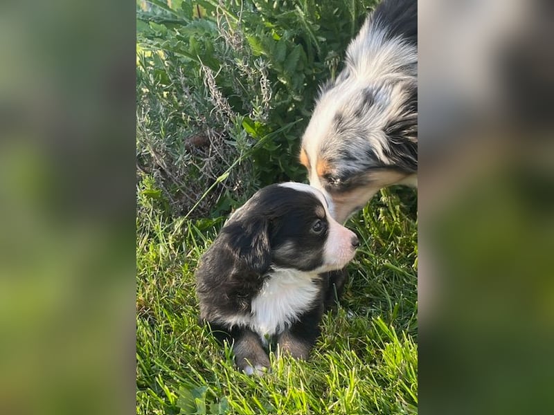 Miniature Australian Shepherd Welpen m. Papieren