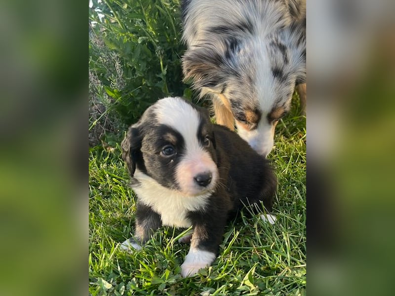 Miniature Australian Shepherd Welpen m. Papieren