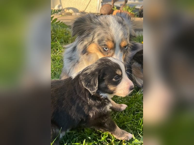 Miniature Australian Shepherd Welpen m. Papieren