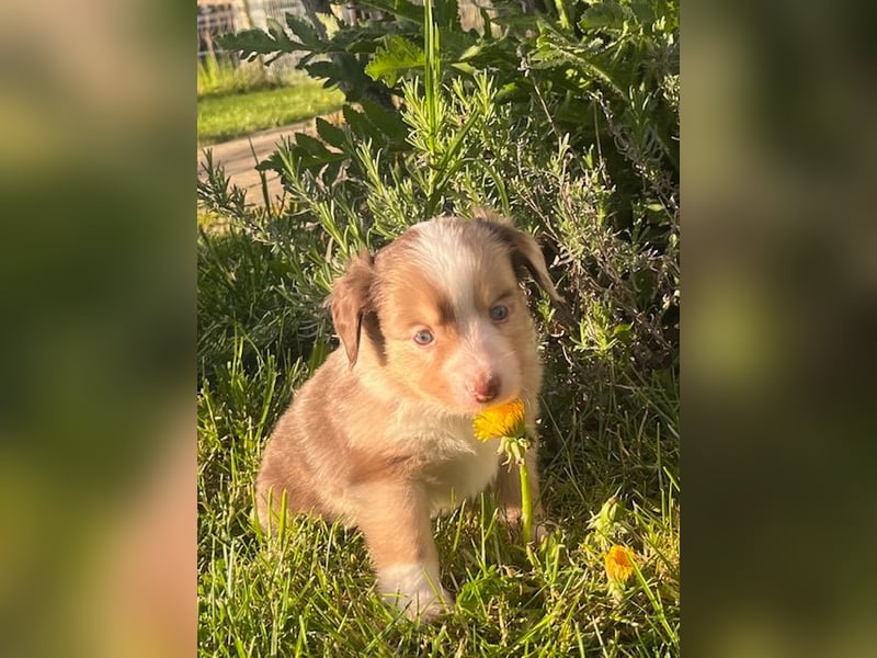 Miniature Australian Shepherd Welpen m. Papieren