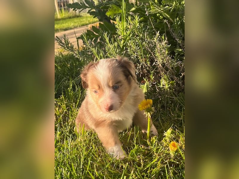Miniature Australian Shepherd Welpen m. Papieren
