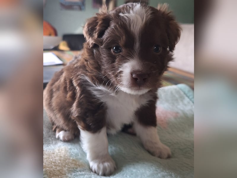 Mini Australian Shepherd Welpen