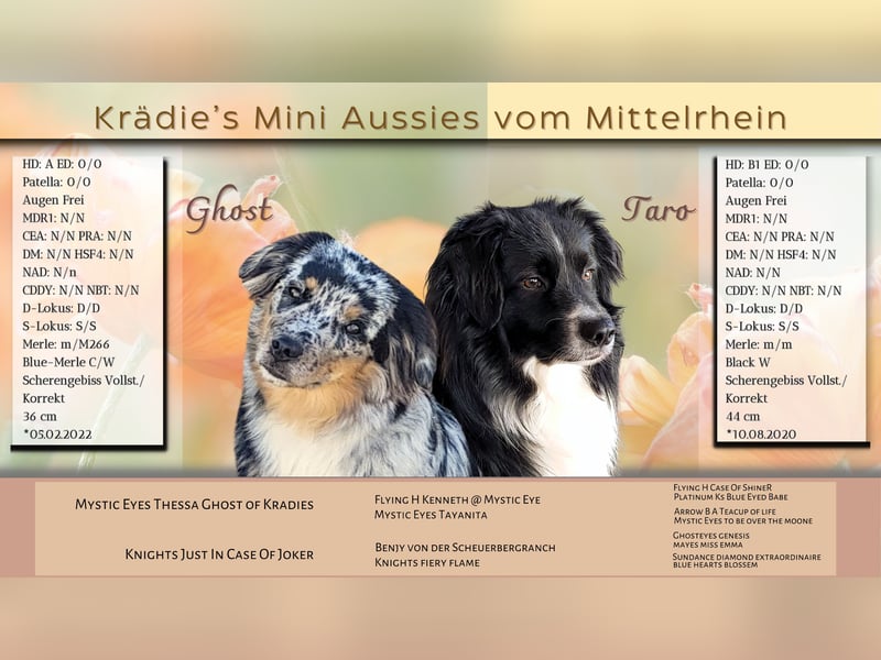 Mini Australian Shepherd Welpen