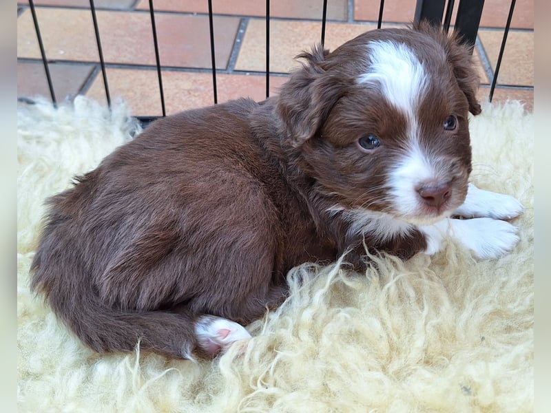 Mini Australian Shepherd Welpen