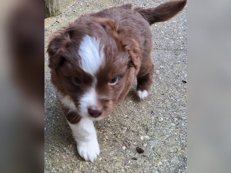 Mini Australian Shepherd Welpen