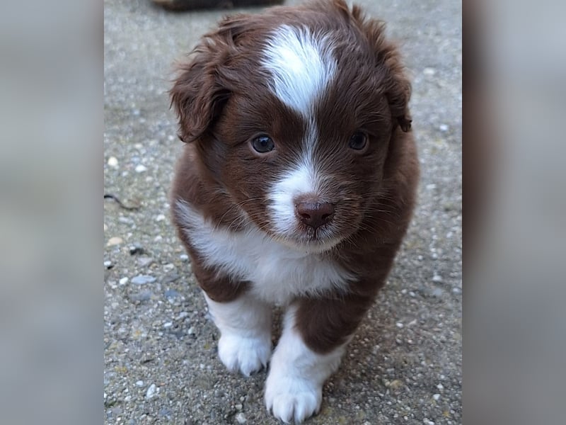 Mini Australian Shepherd Welpen