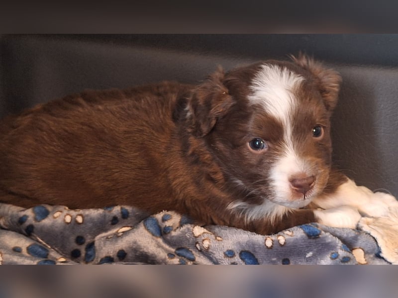 Mini Australian Shepherd Welpen