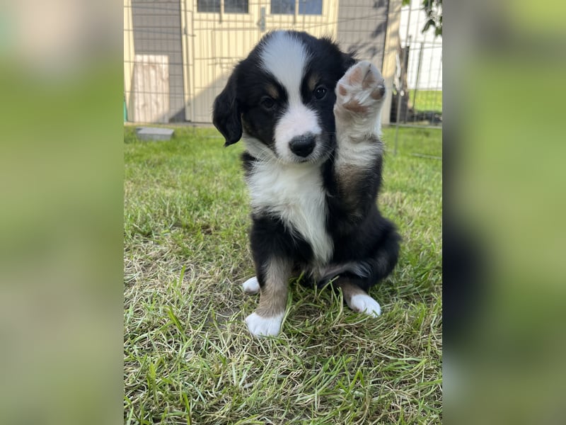 Perfekter Familienhund, Miniature Australian Shepherd Welpe m. Papieren