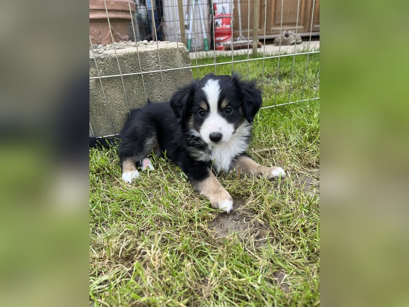 Toy Australian Shepherd Welpe m. Papieren