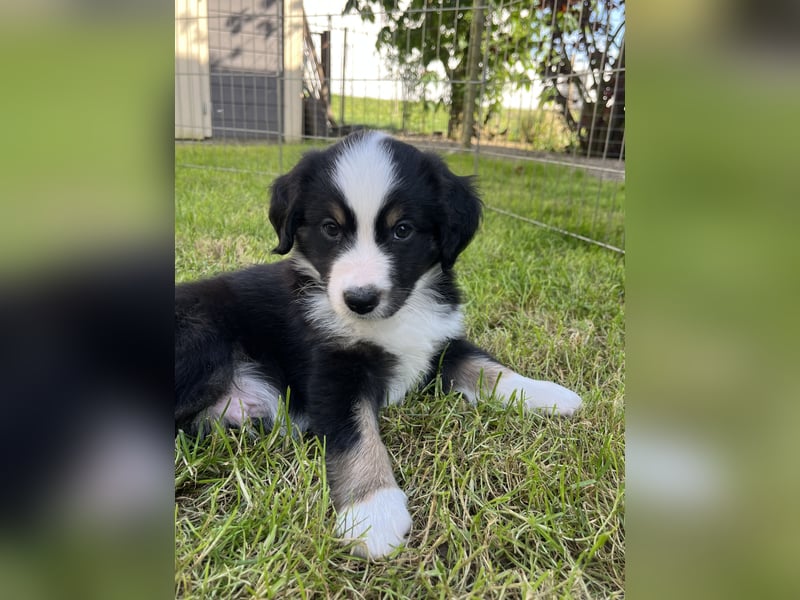 Perfekter Familienhund, Miniature Australian Shepherd Welpe m. Papieren