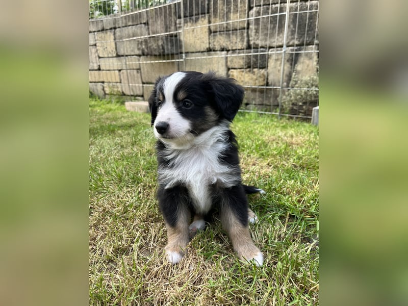 Toy Australian Shepherd Welpe m. Papieren
