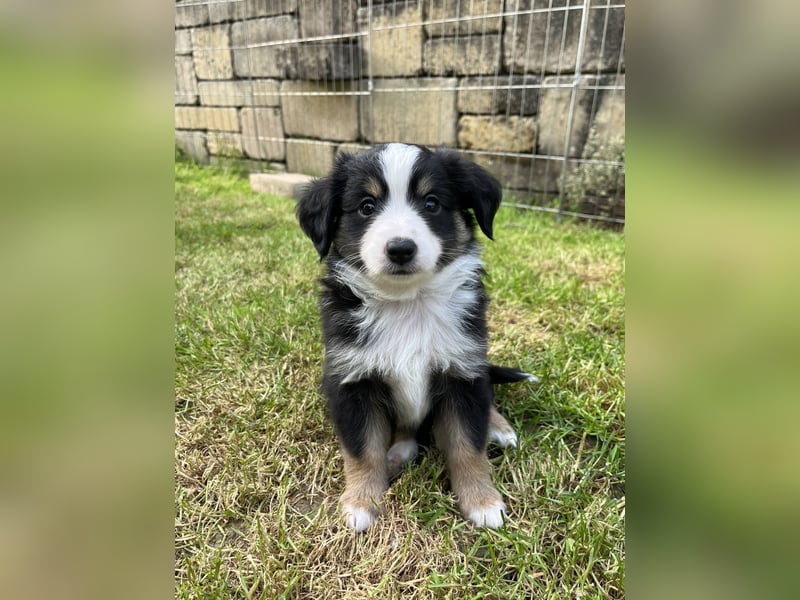 Toy Australian Shepherd Welpe m. Papieren
