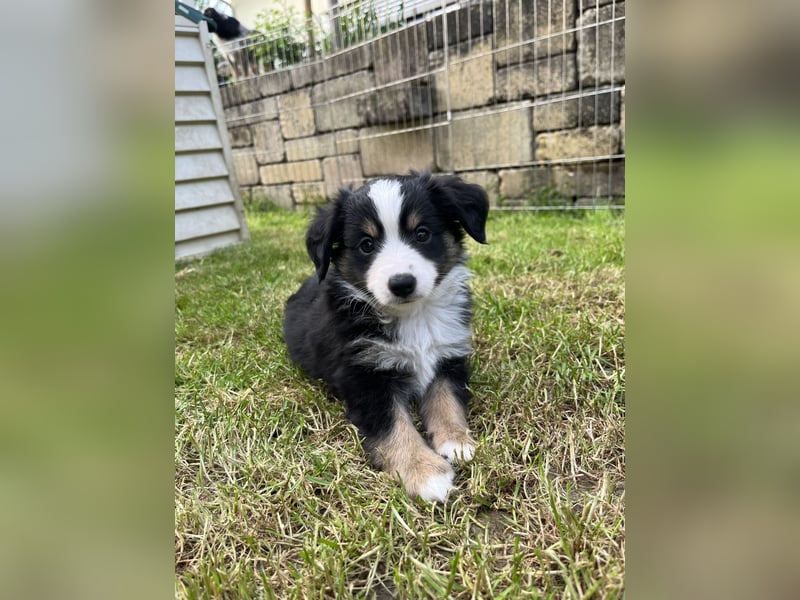 Toy Australian Shepherd Welpe m. Papieren