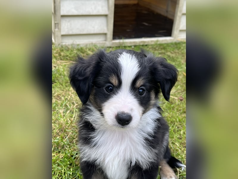 Toy Australian Shepherd Welpe m. Papieren