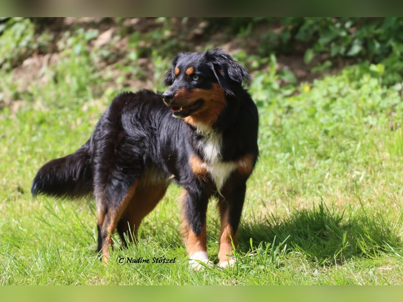 Mini Australian Shepherd Deckrüde in Black tri mit blauen Augen TOP Auswertungen