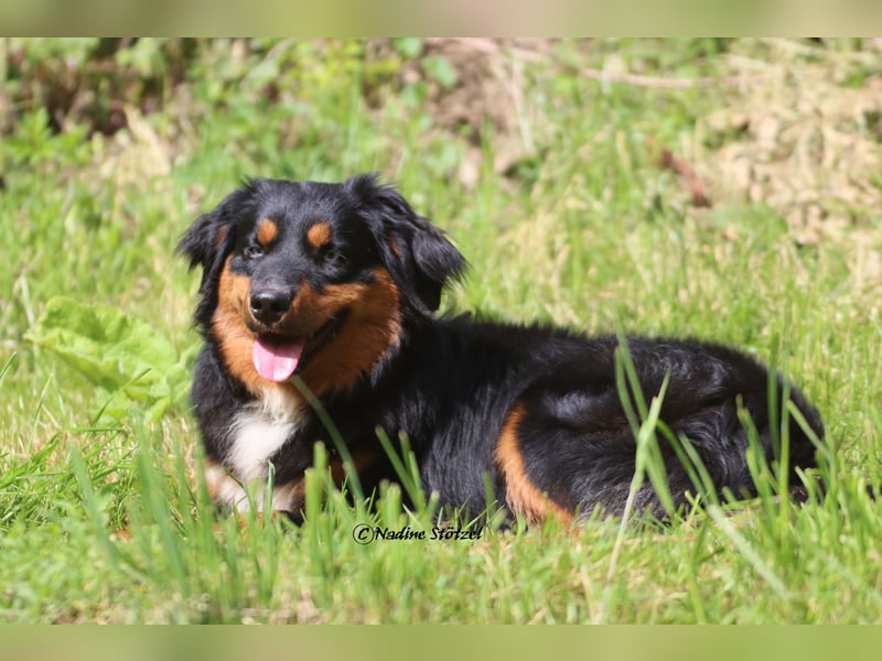Mini Australian Shepherd Deckrüde in Black tri mit blauen Augen TOP Auswertungen
