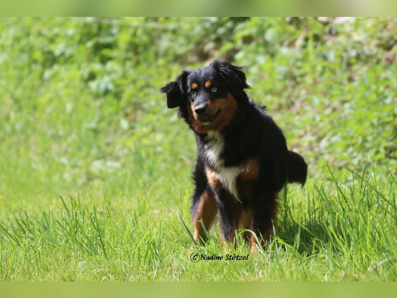 Mini Australian Shepherd Deckrüde in Black tri mit blauen Augen TOP Auswertungen